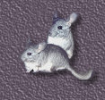 Irene's Chinchillas